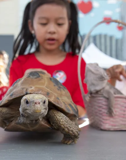 Children looking at a tortoise on a table.