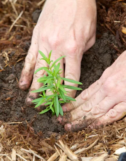To hands planting a small tree sampling into the ground 