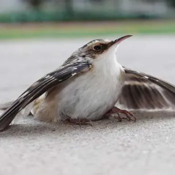 bird