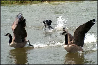 Geese Hazing