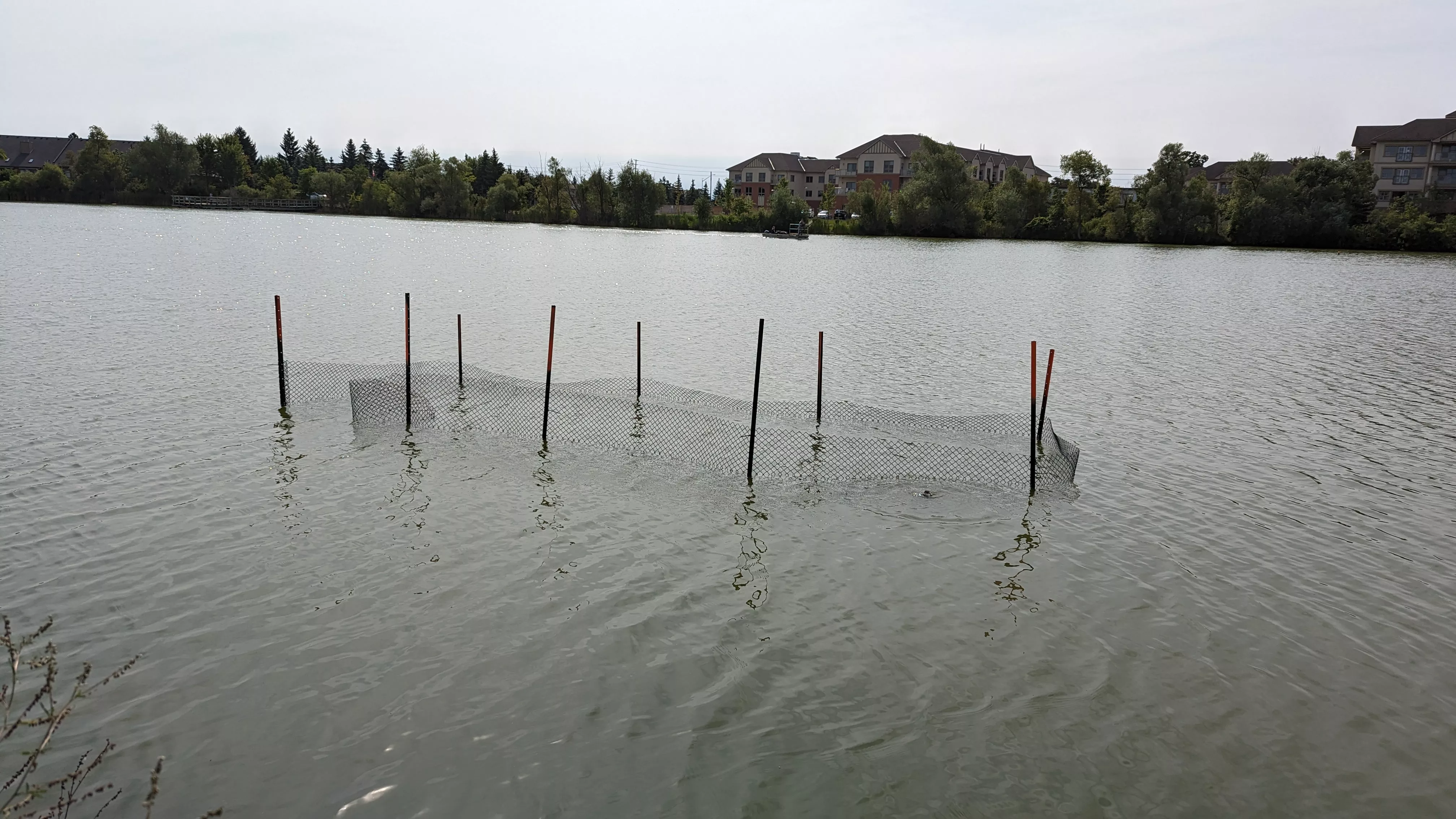 Planting of submerged aquatic vegetation