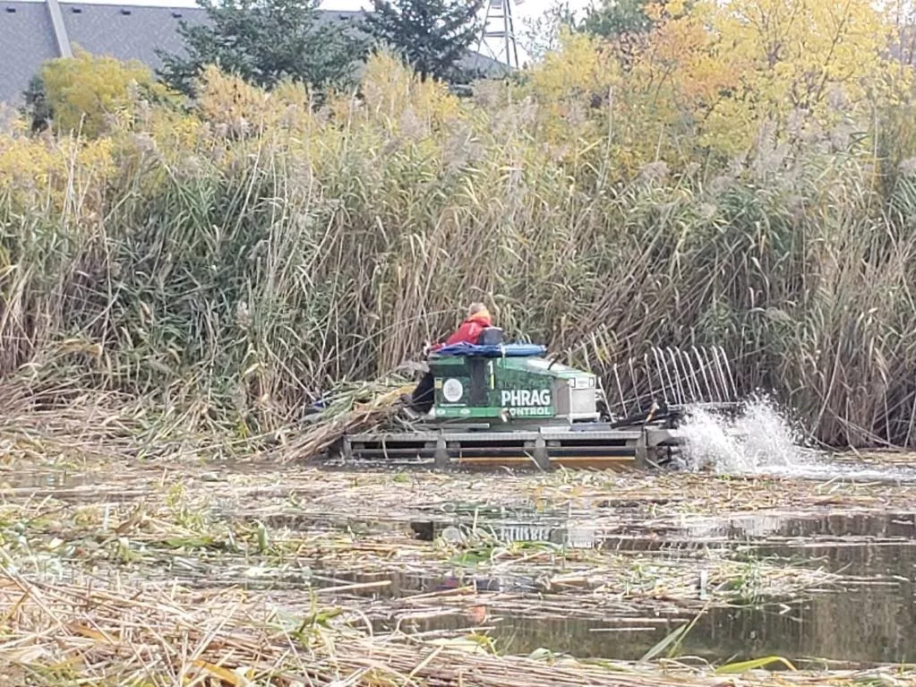 Amphibious vehicle cutting Phragmites below the waterline