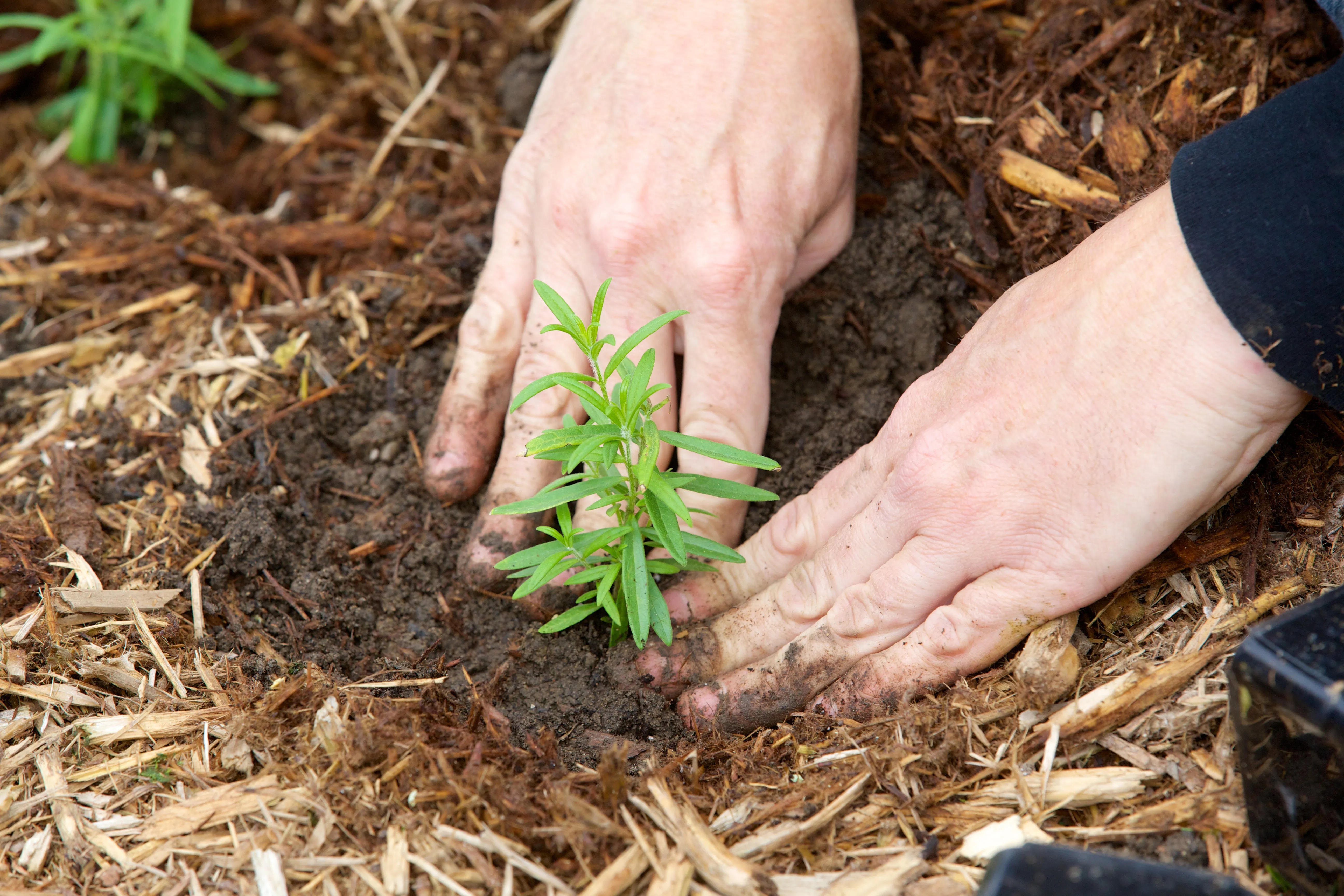 To hands planting a small tree sampling into the ground 